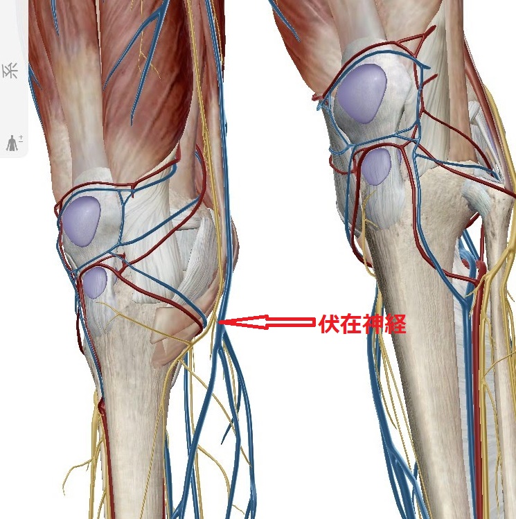 膝の痛み 伏在神経 かとう整形外科スポーツ運動器クリニック